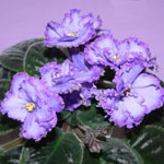 AFrican Violet
